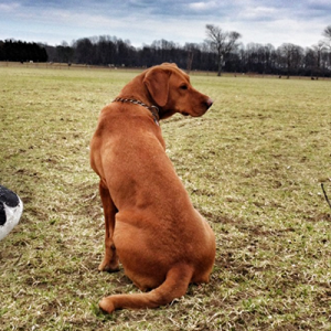 doaoutfitters_foxredlabs_MD_NY_foxredlabkennel