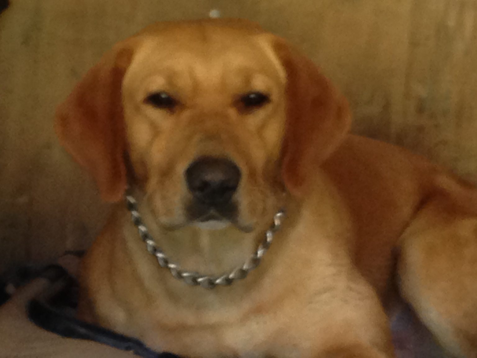 Fox Red Lab Puppies for Sale in MD,VA,MA,NY,NJ,NC,PA,DE